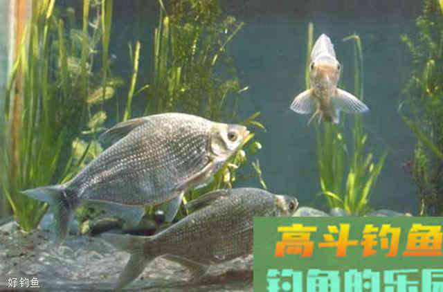 如何根据鱼情进行调漂？看这三点即可