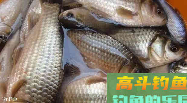 一看就会的调漂钓鱼法