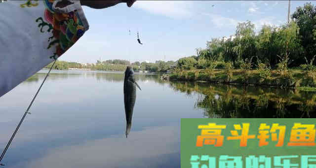 浮漂上有信号，就是提不上鱼，多数是这五个原因导致