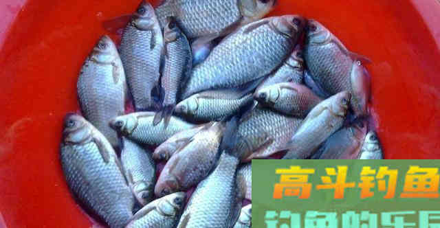 如何漂动提竿就中鱼？让浮漂节奏与吃口节奏一样