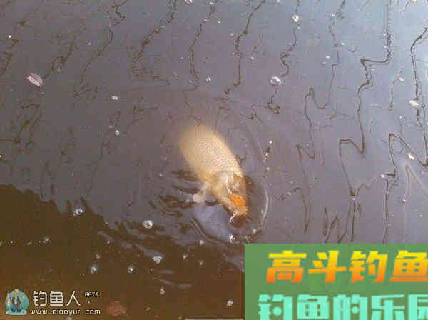 冬季大棚实战的调钓技法