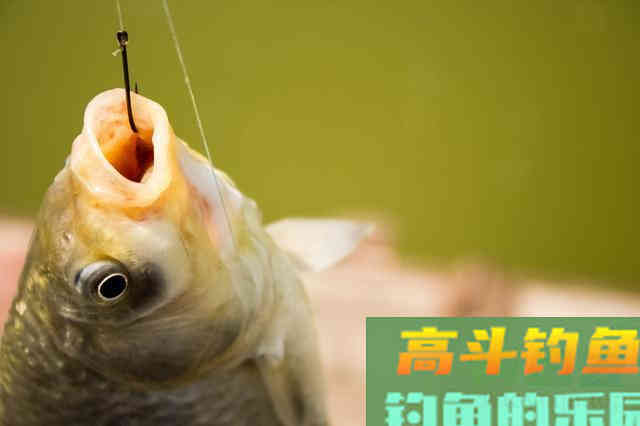 从调四钓二分析，钓过灵和过钝对鱼情的影响