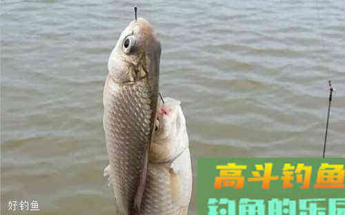 钓鲫鱼的3种看漂技巧