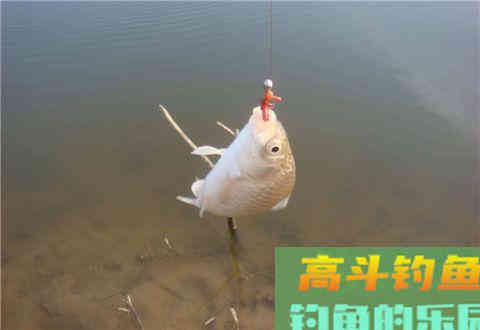 调钓精髓，你真的懂吗？