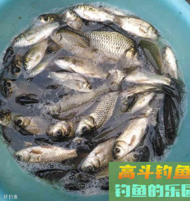 台钓调漂到底要调几钓几？总不能一直调四钓二