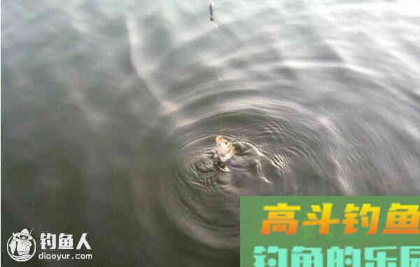 鲫鱼的吃口分辨及浮漂的调整