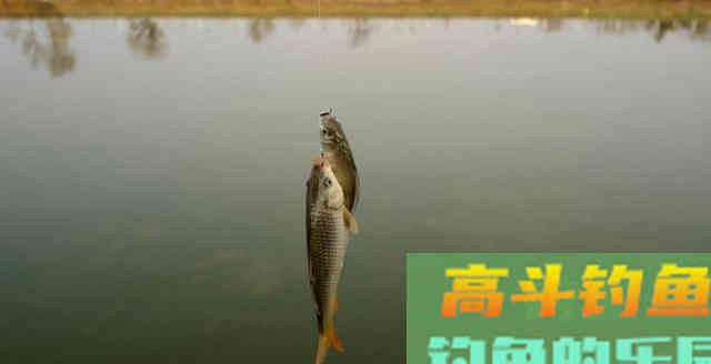 钓鱼时是上钩中鱼好，还是下钩中鱼好？你可能想错了