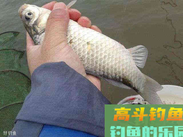 野钓最快速调漂方法，调漂一点都不难