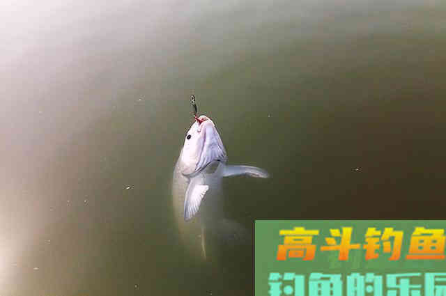 多年垂钓经验,总结而来的钓青鱼心得 多年垂钓经验,总结而来的钓青鱼心得