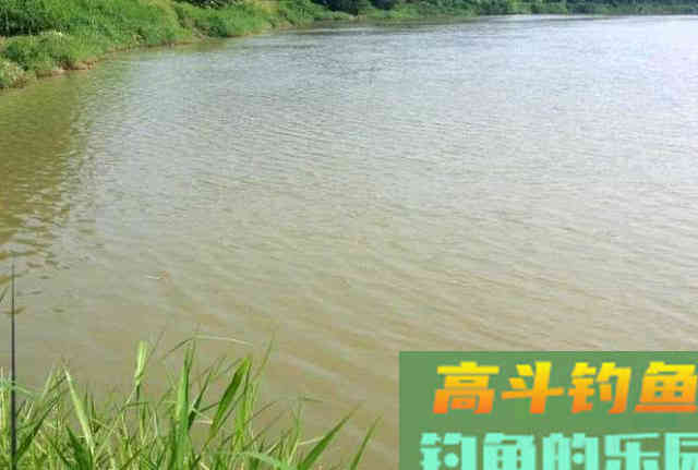 罗非鱼的习性解析，解析它爱谈恋爱的钓法