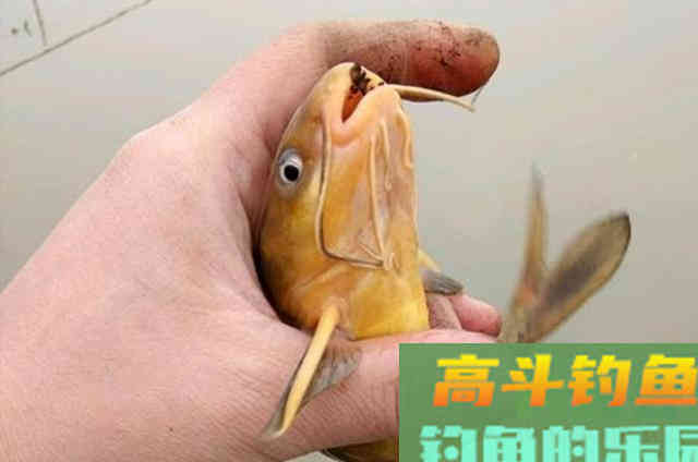 不是黄骨鱼不好钓,只因你没用这诀 不是黄骨鱼不好钓,只因你没用这诀