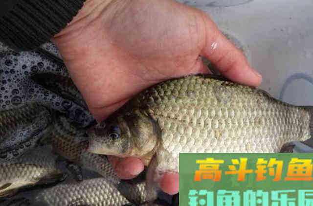 秋天狂拉大板鲫，唯独这样一套调整技能才够狠