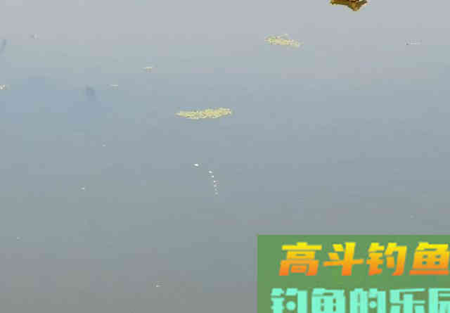 长竿短线钓鲫鱼,这3个重点要抓住 长竿短线钓鲫鱼,这3个重点要抓住