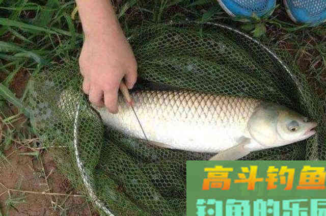 草鱼就难钓了？老司机无奈之下只好透露这绝招