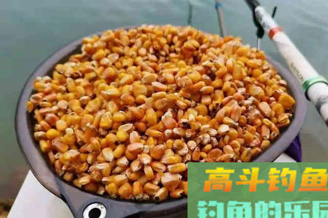 只能偷偷告诉你，夏天唯独这鲤鱼钓法才够狠