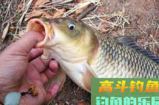 夏天我只要用这鲤鱼钓法，不管在哪都能过过瘾