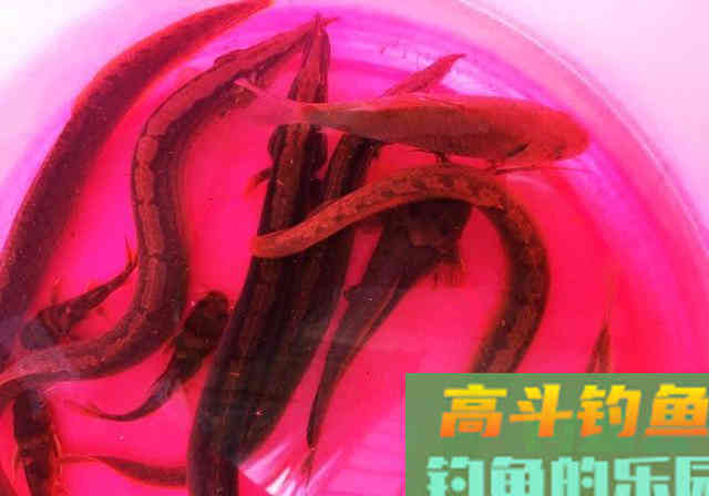 钓蟒蛇鱼真的太浪费子线了 钓蟒蛇鱼真的太浪费子线了
