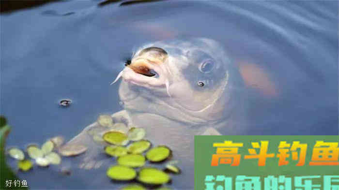 仲秋如何钓鲤鱼?选时,配饵,看钓技 仲秋如何钓鲤鱼?选时,配饵,看钓技