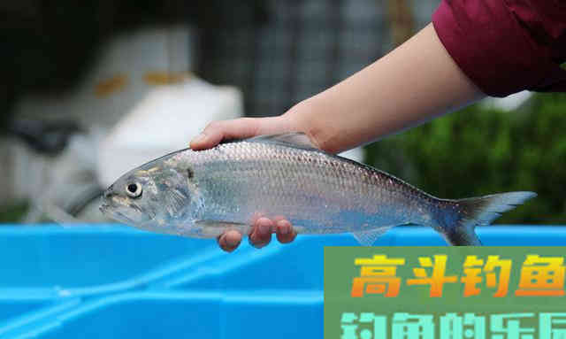 10种吃不起的淡水鱼,钓到这些鱼你就赚大了 10种吃不起的淡水鱼,钓到这些鱼你就赚大了