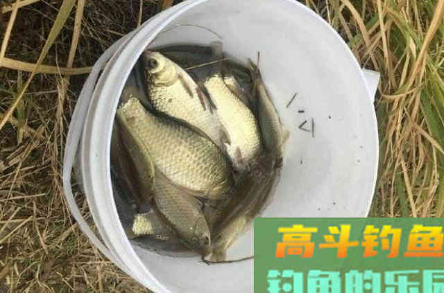 冬钓板鲫，一定常去这2个地方，藏鱼多