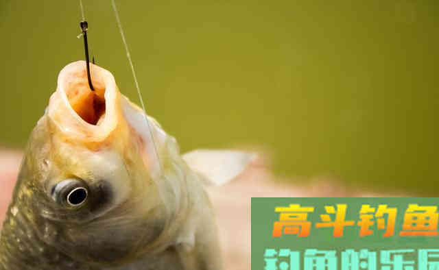 这7种漂相都是鲫鱼吃钩，看你错过多少鱼