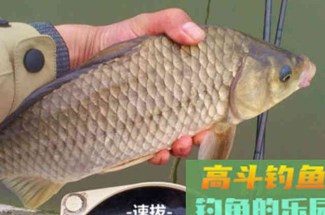冷天垂钓大板鲫时，可供钓友选用的2种特色钓法