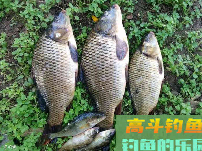 仲秋如何钓鲤鱼?选时,配饵,看钓技 仲秋如何钓鲤鱼?选时,配饵,看钓技