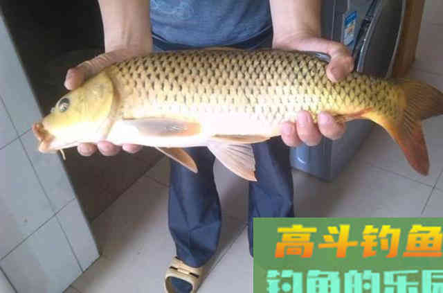 八月一到,据说这鲤鱼钓法又火了 八月一到,据说这鲤鱼钓法又火了