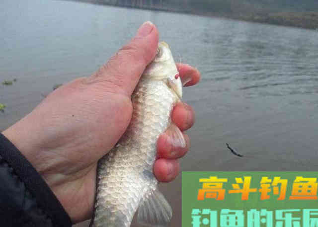 在寒冷的冬季钓大鲫鱼时,可以选用的几个作钓方法 在寒冷的冬季钓大鲫鱼时,可以选用的几个作钓方法