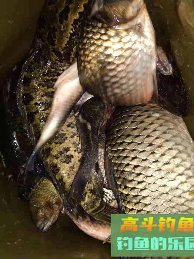 深秋钓大板鲫全攻略，冰柜已塞满，饵料可以自制