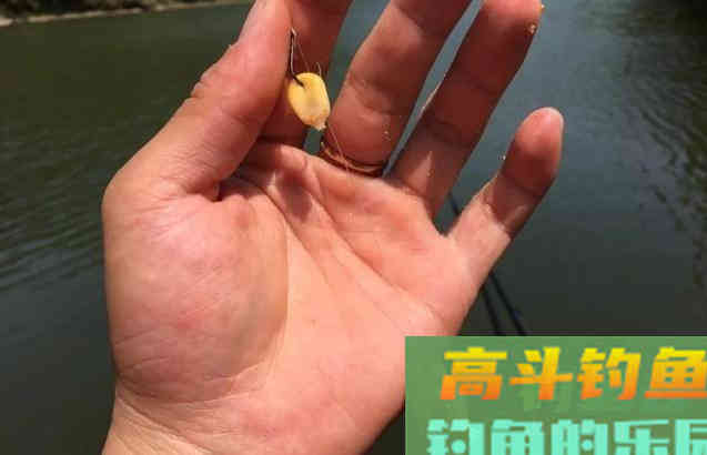 鳊鱼怎么钓更好？中秋过后采用这种钓法效果好