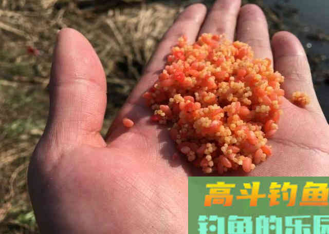 别觉得冬天气温低就钓不好鲫鱼,注意这几点,再冷的天也有鱼口 别觉得冬天气温低就钓不好鲫鱼,注意这几点,再冷的天也有鱼口