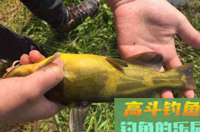 七月了,这黄骨鱼钓法不用白不用 七月了,这黄骨鱼钓法不用白不用