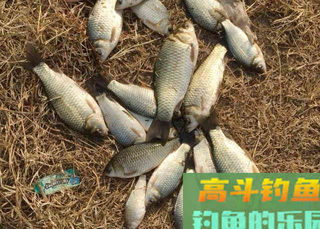 精选5个钓法口诀,板鲫接连中钩 精选5个钓法口诀,板鲫接连中钩