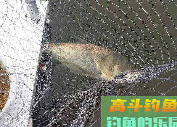 钓花鲢的小技巧你到底知道多少？