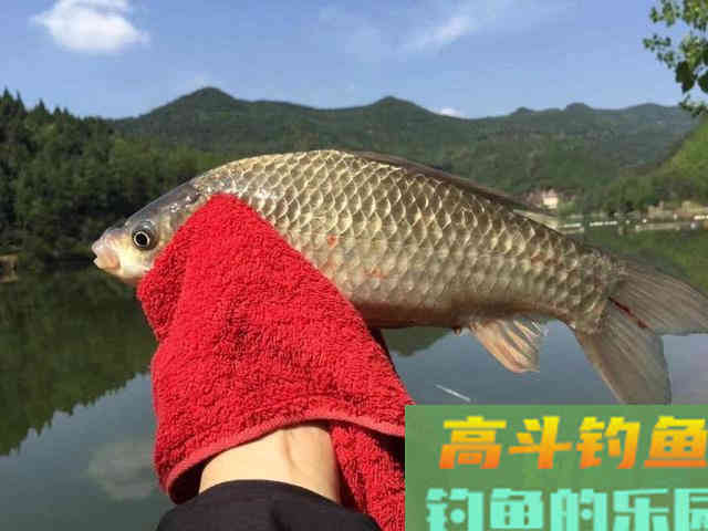 野钓时鲫鱼不开口，温差不太大，用这几招轻松应对