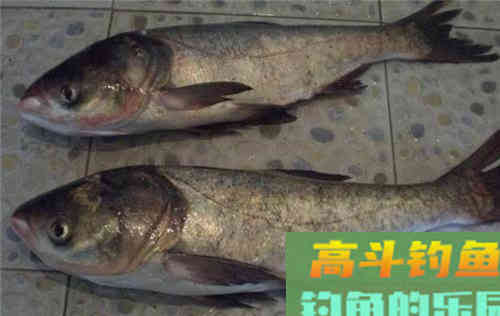 夏天钓鲢鳙技巧全方面总结（饵料、钓位、钓法）