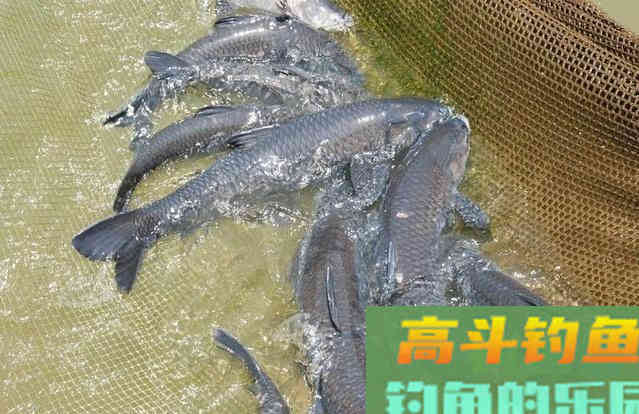 唯一一种鱼没牙齿贵的鱼，青鱼的无奈，四大家鱼中最难的一位