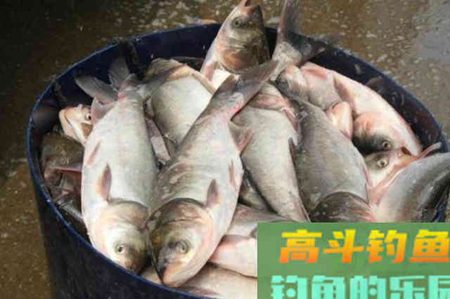 自从用了这鲢鳙钓法,鲤鱼再大都不想钓 自从用了这鲢鳙钓法,鲤鱼再大都不想钓