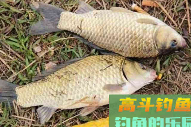 立春前后，钓板鲫反按我说的做，天气再冷照样上鱼不止