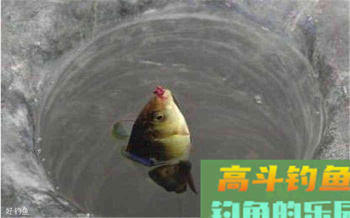 鲫鱼钓底还是钓浮？是需要根据现场环境来定的