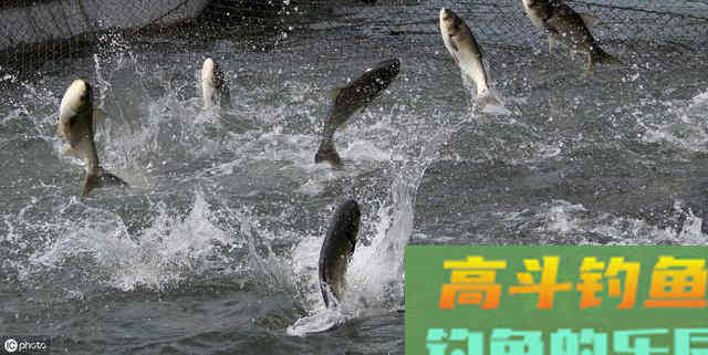 钓鲢鳙的习性、线组搭配、钓点选择和饵料配方 钓鲢鳙的习性、线组搭配、钓点选择和饵料配方