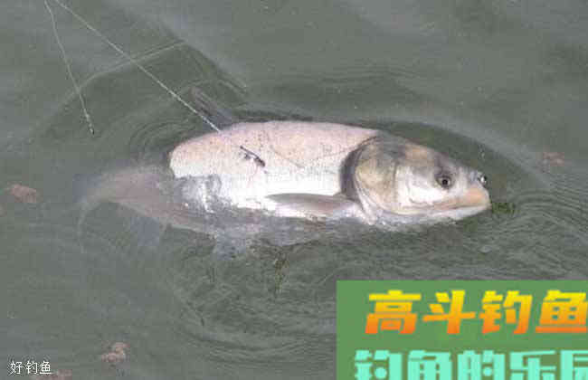 钓鲢鳙时为什么总是有口但提竿不中？