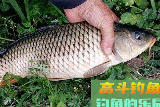 鲤鱼是底栖鱼,用飞铅一样能钓到 鲤鱼是底栖鱼,用飞铅一样能钓到