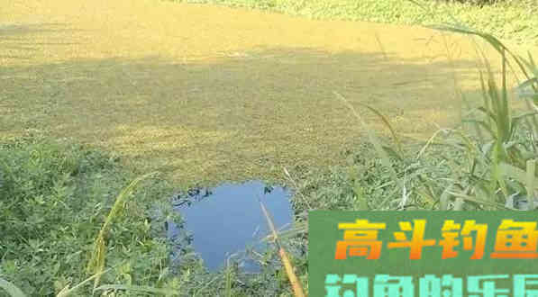 秋钓草窝，搞清楚明和暗的区别，大板鲫排队入护