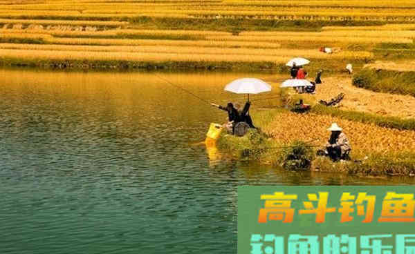 秋季钓鲫鱼,注意这些变化,不愁钓不大鲫鱼 秋季钓鲫鱼,注意这些变化,不愁钓不大鲫鱼