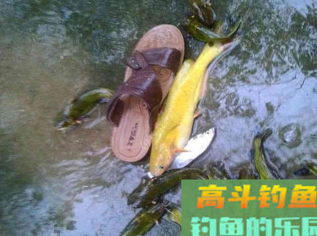 浑水钓黄颡的方法，特有效
