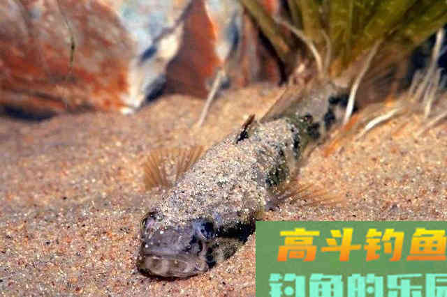 我们叫它沙鸡，但想钓它却很难，如何钓沙塘鳢