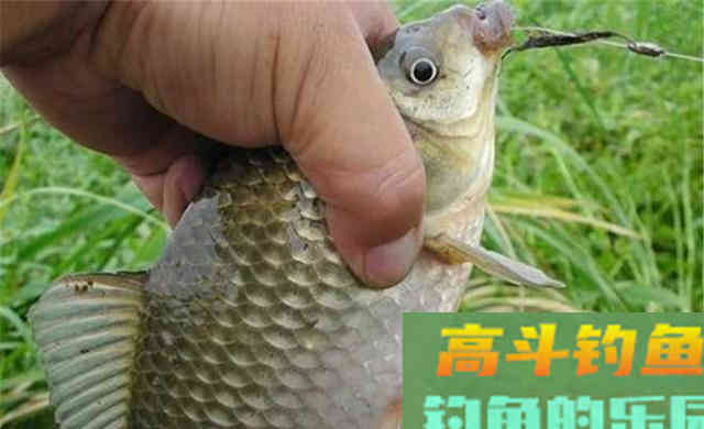 晚秋钓鲫鱼,这些钓法最优秀 晚秋钓鲫鱼,这些钓法最优秀