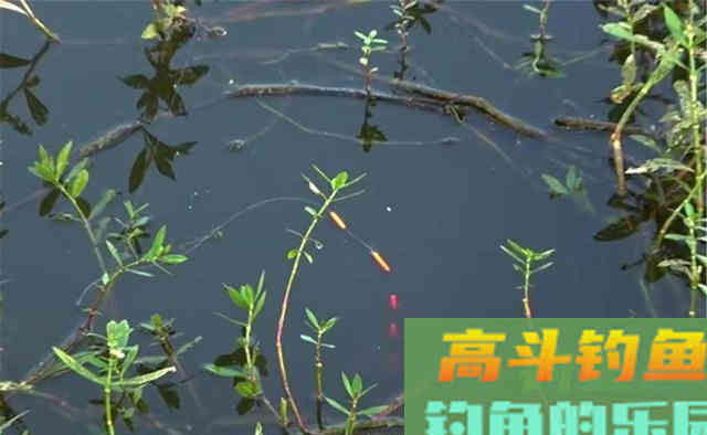 晚秋钓鲫鱼,爆护秘诀有4个 晚秋钓鲫鱼,爆护秘诀有4个